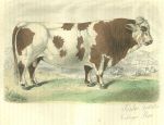 Krava  litografie