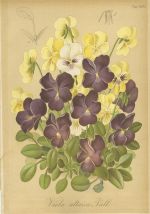 Kvetiny  litografie