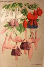 Fuchsia | antikvariat - detail grafiky