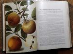 Deutsche Obstbauzeitung Jahrgang 1912 | antikvariat - detail knihy