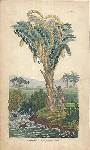 Palma | antikvariat - detail grafiky