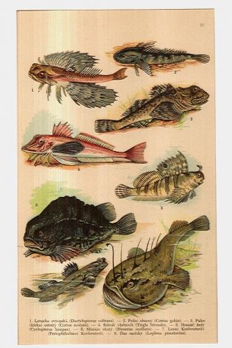 Ryby | antikvariat - detail grafiky