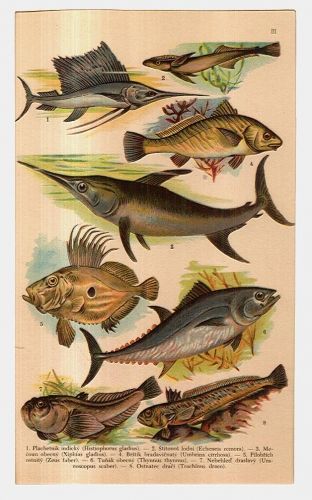 Ryby | antikvariat - detail grafiky