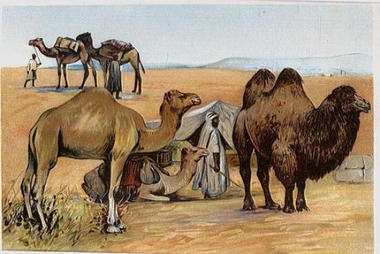 Velblod a beduin | antikvariat - detail grafiky