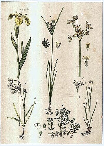 Rostliny lucni kvety travy - Kosatec | antikvariat - detail grafiky