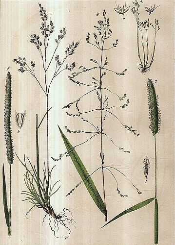 Rostliny lucni kvety travy | antikvariat - detail grafiky