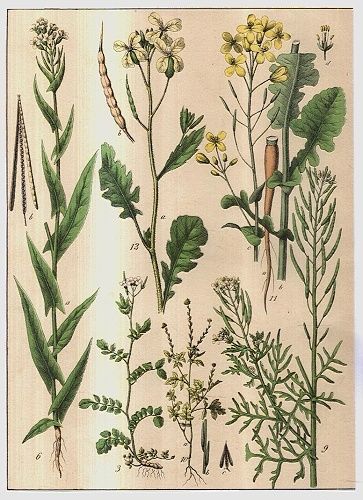 Rostliny lucni kvety travy | antikvariat - detail grafiky