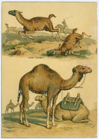 Lama a velbloud | antikvariat - detail grafiky