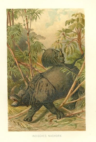Nosorozec indicky | antikvariat - detail grafiky