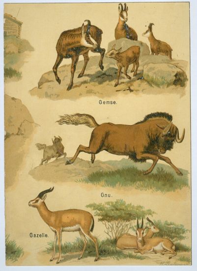 Kamzik gazela  | antikvariat - detail grafiky