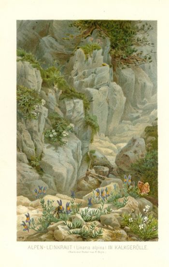 Alpen  Leinkraut Linaria alpina | antikvariat - detail grafiky