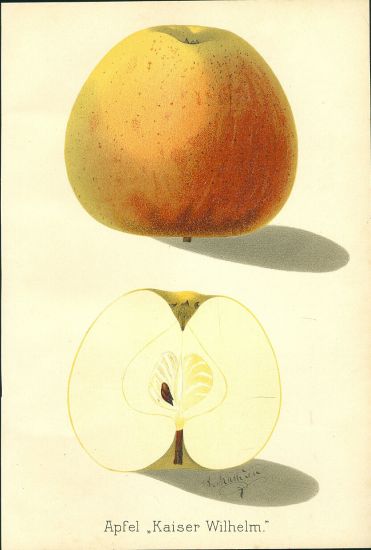 Jablka | antikvariat - detail grafiky