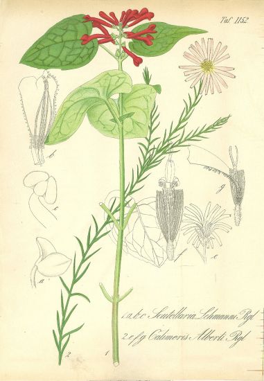 Scutellaria Lehmanni  sisak | antikvariat - detail grafiky
