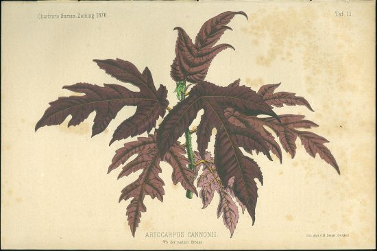 Artocarpus Cannonii | antikvariat - detail grafiky