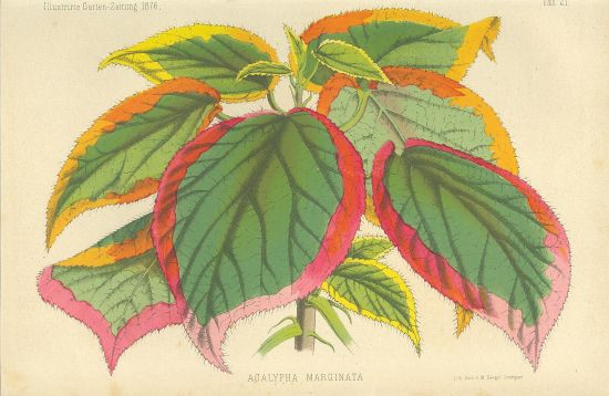 Acalypha marginata | antikvariat - detail grafiky