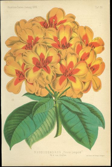 Rhododendron Prince Leopold | antikvariat - detail grafiky