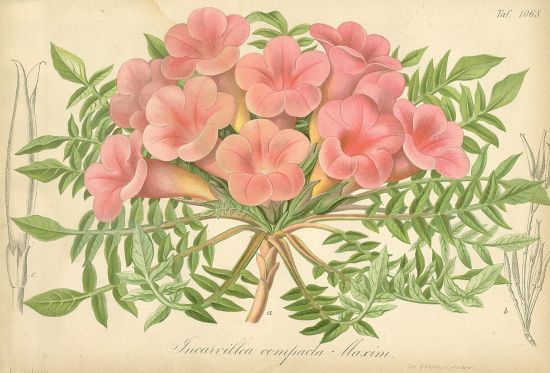 Kvetiny  litografie | antikvariat - detail grafiky