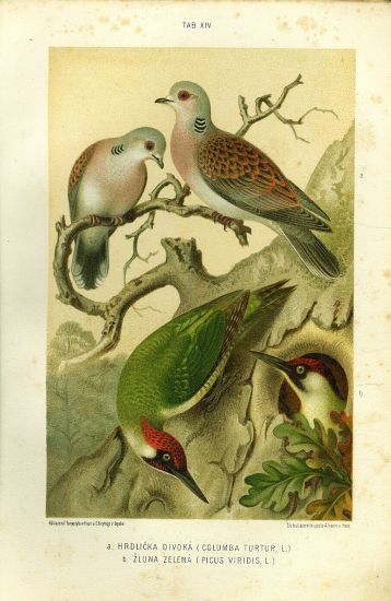 Hrdlicka divoka Zluna zelena  puvodni litografie | antikvariat - detail grafiky