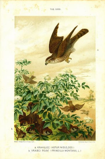 Krahujec Vrabci polni  puvodni litografie | antikvariat - detail grafiky