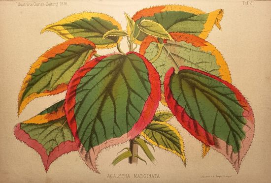 Acalypha marginata | antikvariat - detail grafiky