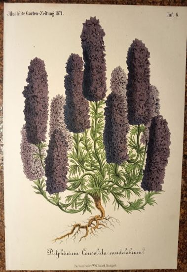 Delphinium  Stracka | antikvariat - detail grafiky