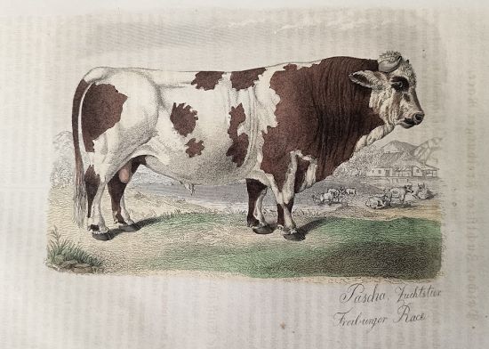 Krava  litografie | antikvariat - detail grafiky