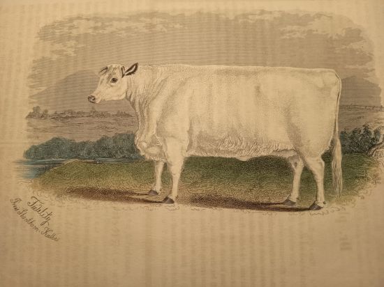 Krava  litografie | antikvariat - detail grafiky