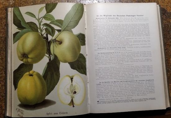 Deutsche Obstbauzeitung Jahrgang 1912 | antikvariat - detail knihy
