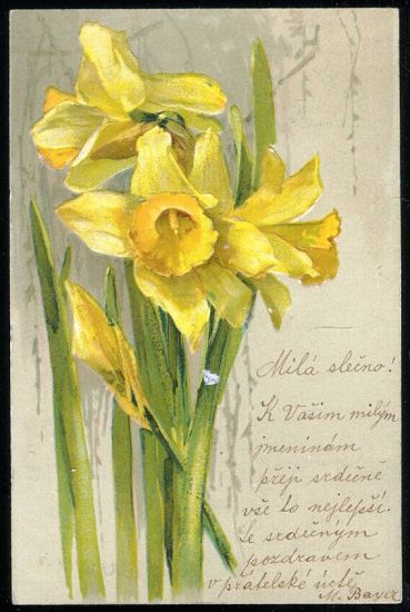 Narcis | antikvariat - detail pohlednice