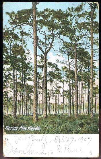 Florida Pine Woods | antikvariat - detail pohlednice